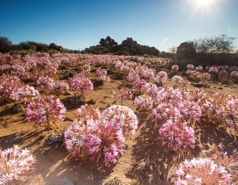 Hantam National Botanical Garden, South Africa , South Africa